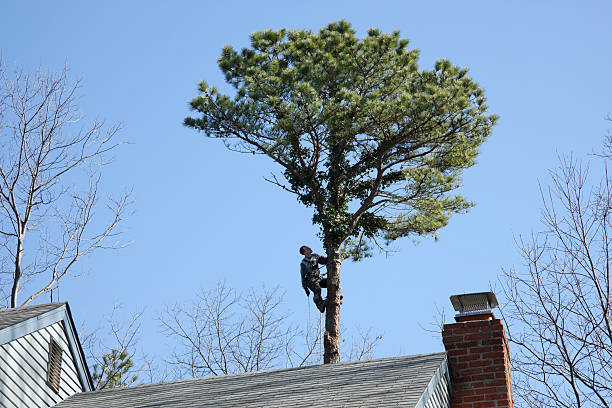 How Our Tree Care Process Works  in  Paducah, KY